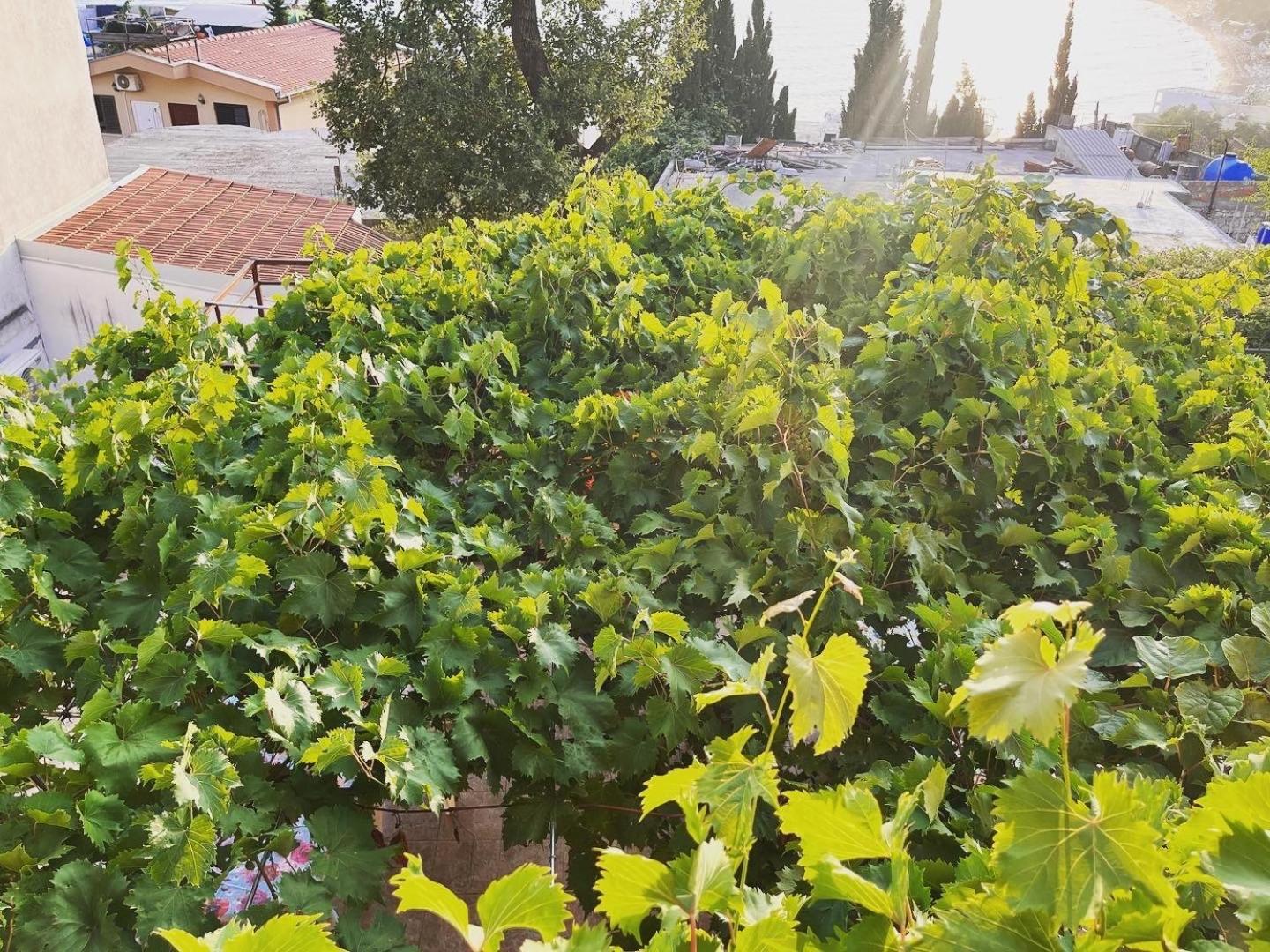 Apartments In Villa Viktoria Sutomore Dış mekan fotoğraf